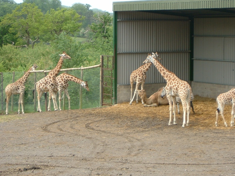 Longleat, two nights at Bath Arms Hotel Pictur21