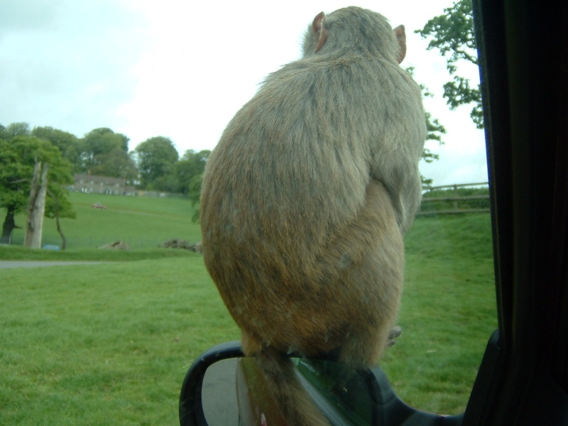 Longleat, two nights at Bath Arms Hotel Pictur23