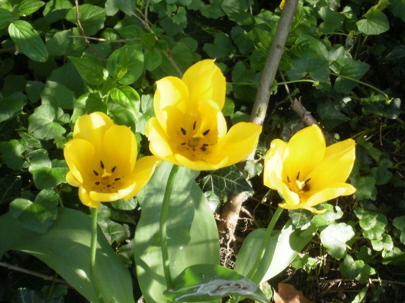 les tulipes P4080012