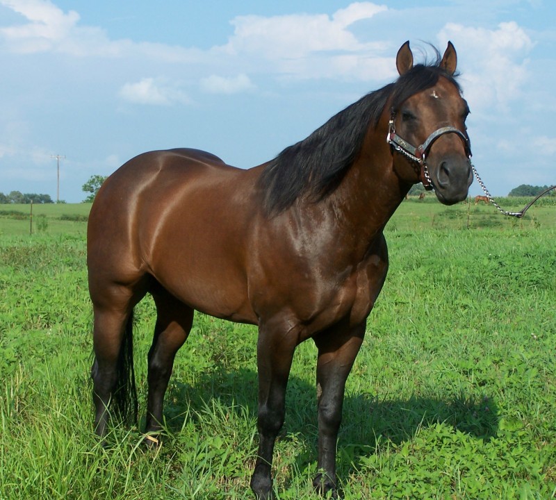 Lena The fiesty mare(forcebreed wanted but not required) Bay20q10