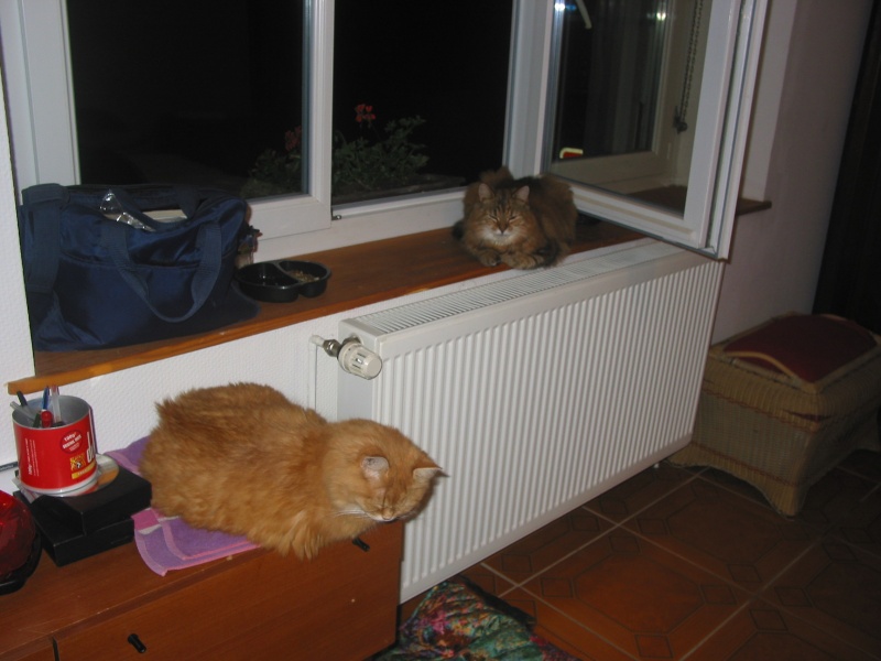 Nénette et Moustique, les deux dernières chattes.... - Page 5 Img_0613