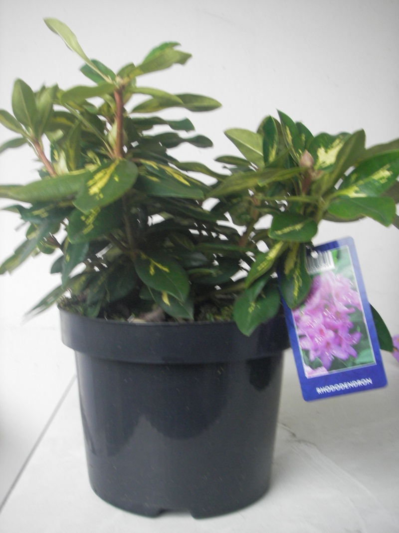 Sos pour mon Rhododendron Imgp0033