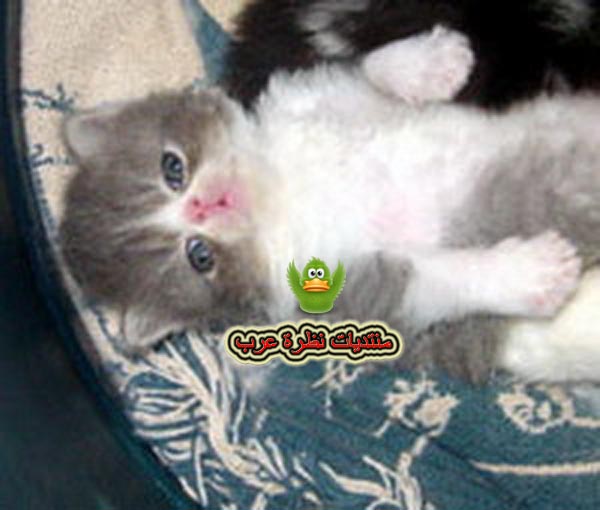 صور قطط روعه لآتفوتكم  5_120029