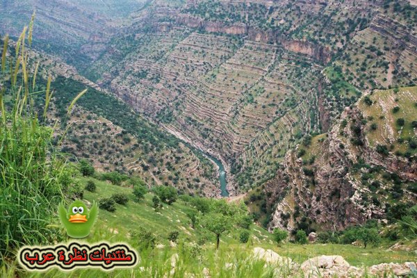 صور جبال الساحل في سوريا كسب صلنفه غابات الفرلق Att00015