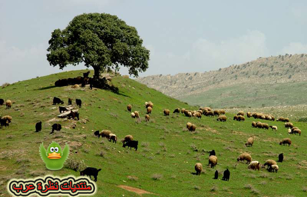 صور جبال الساحل في سوريا كسب صلنفه غابات الفرلق Att00016
