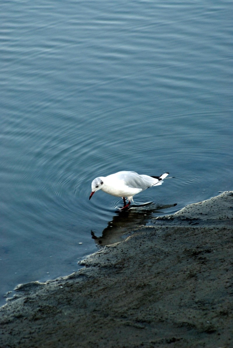 Fauna all'alba nel Delta _dsc1219