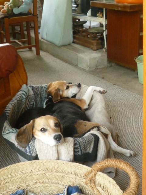 2 X jolies petites beagles . environ 4 a 7 ans . délais fourrière dépassé !!! HELP ! (13) 05510