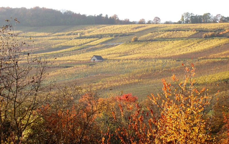 Vignoble de Dorlisheim à la toussaint Maison12