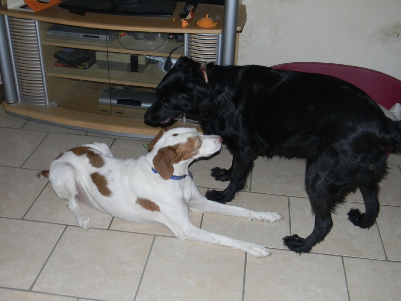 relka, epagneul pointer, 10ans et demie dpt84 Relka_11