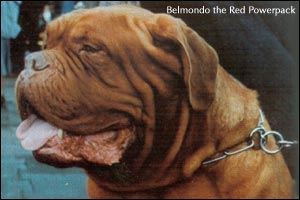 ЧЕМПИОН МИРА BELMANDO THE RED POWERPACK Ddb_be10