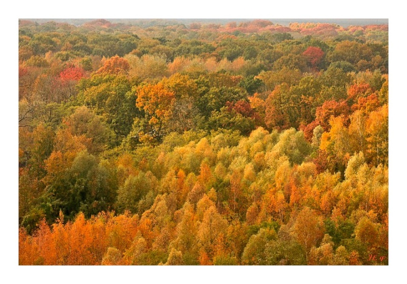 Forêt de Raismes Foret10