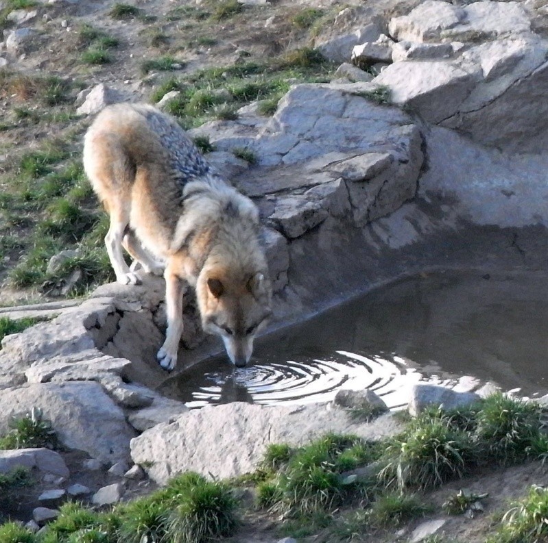 chiens de traineaux Copie_12