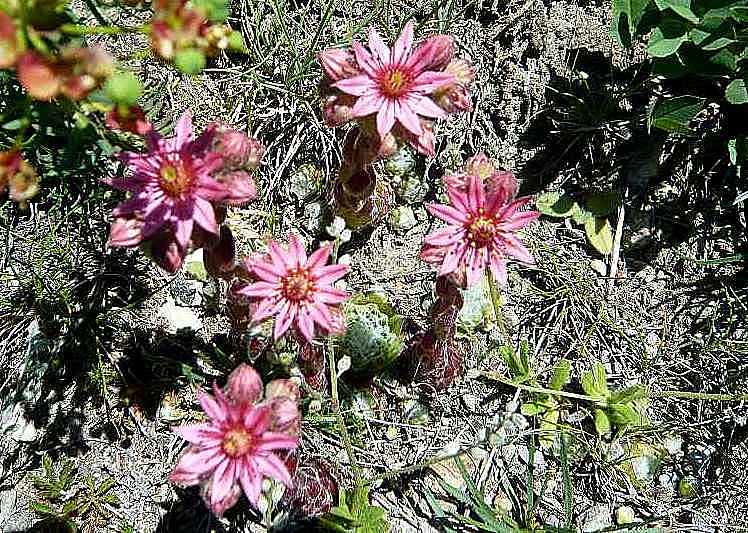 plante pour terrains secs et pas beaucoup de racine Hautes12