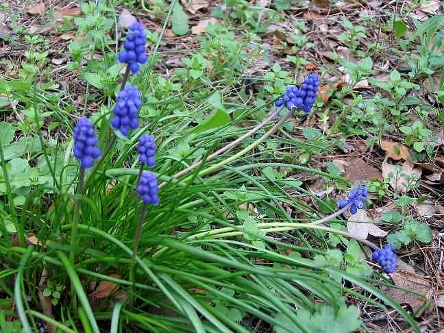 Muscari sauvage Muscar10