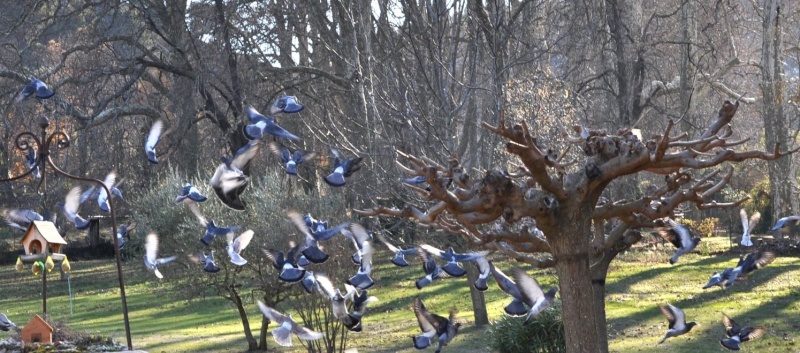 nourrir les oiseaux du jardin Nature12