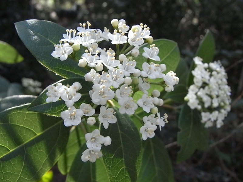 Centranthus ruber blanc ( ou Valériane blanche). Rimg1010