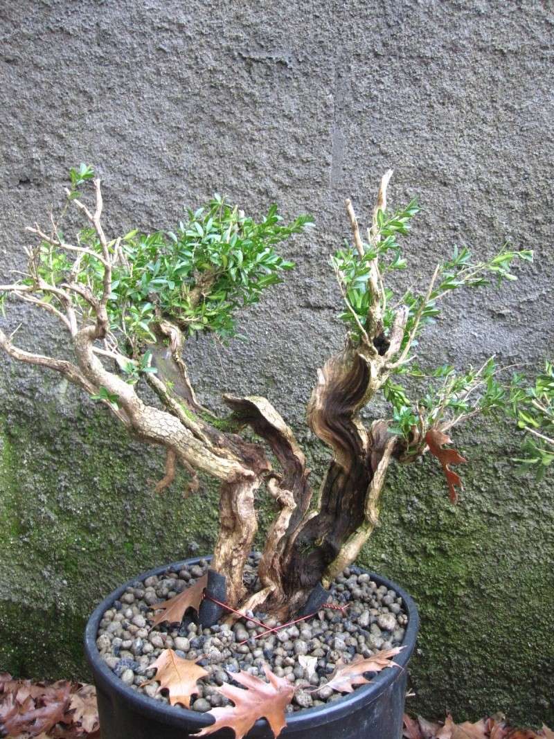 My bonsai space Img_2117