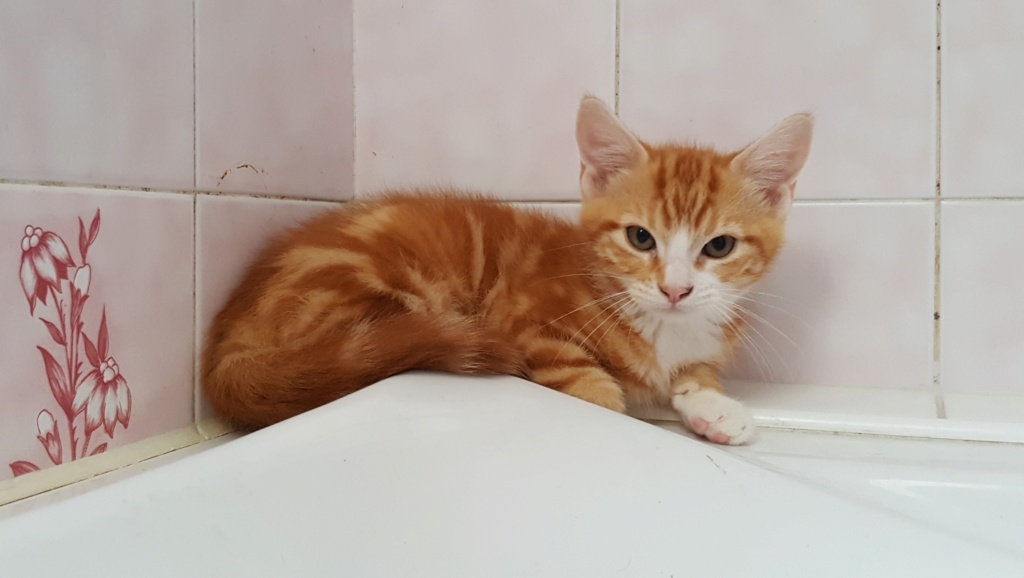 Oswald chaton tigré roux et blanc né le 20/05/2018 20180814