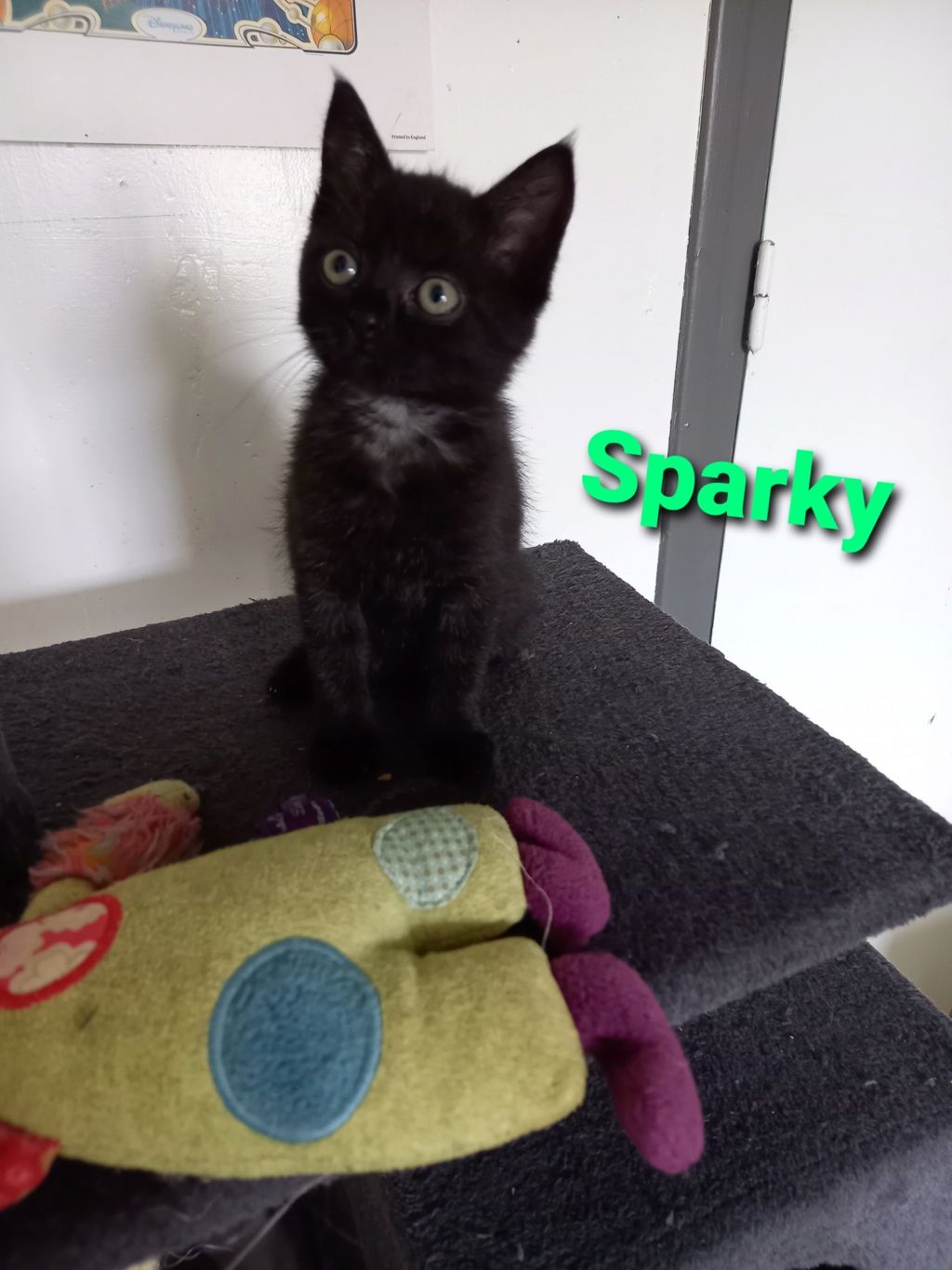 Sparky, femelle noire, née le 05/08/2021 20210927