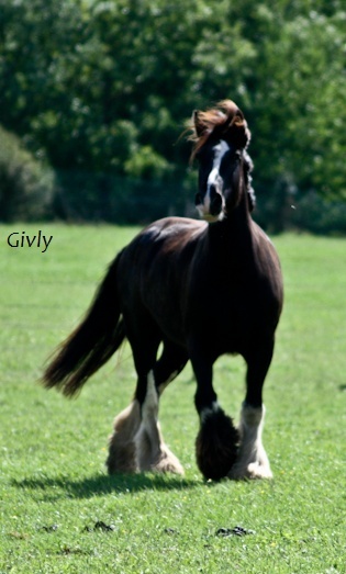 Pour un 1er cheval. 710