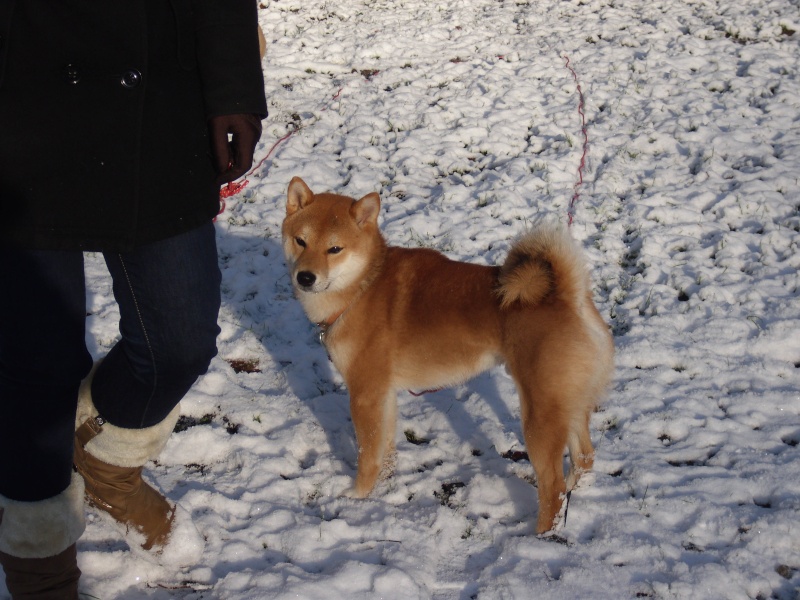 Les chiens Japonais ! Dsci1121