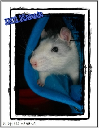 Les plus belles photos de vos ratous bébés ou ado <3 Hermas14