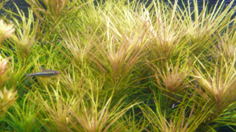 Index illustré de nos plantes d'aquarium P1070018