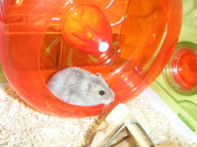 Mitaine's mon hamster Dscf6110