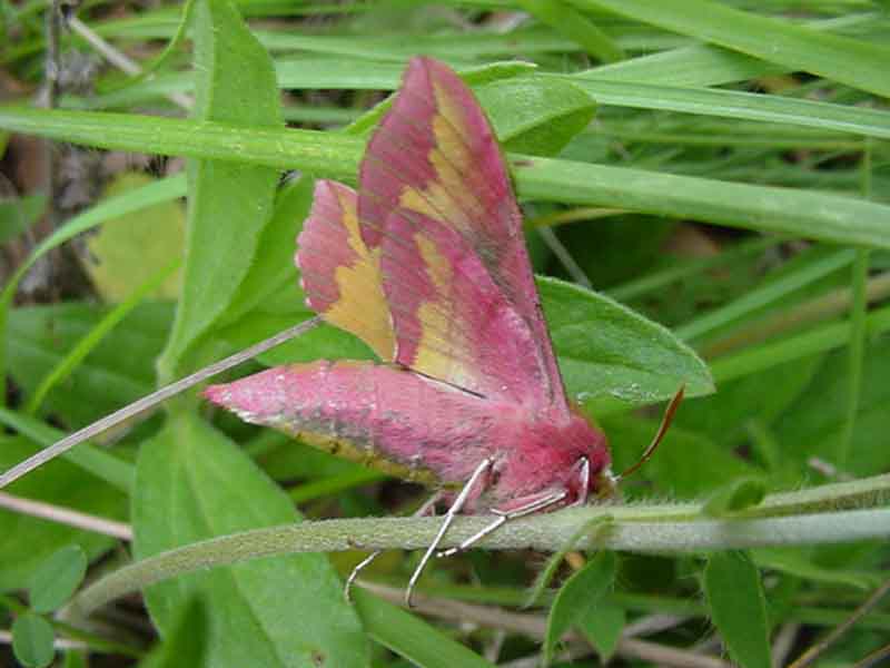 Identification papillon de nuit 01210
