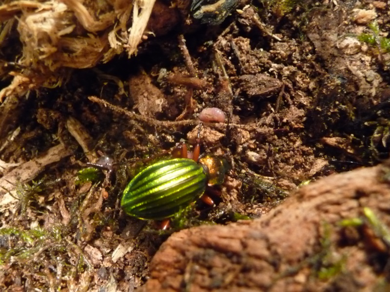 Colis de carabus auronitens!! P1020913