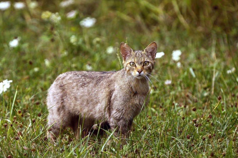 chat forestier Img_4010