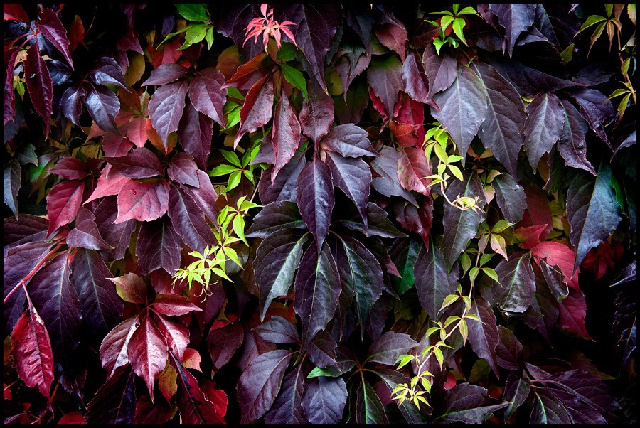 Hêtre,Vigne et Hortensia  Vigne-10