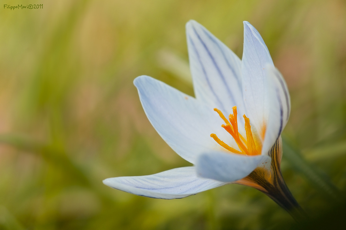 Pausa Pranzo.. Crocus10