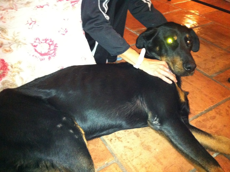 [rsolu]Beauceron de 2 ans perdu dans la nuit du 1 au 2/11 a TOULON!! Photo14