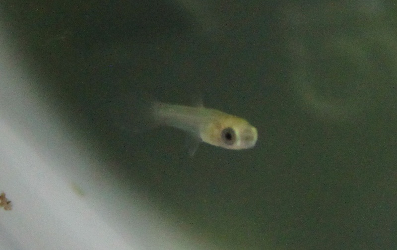 Alevins Galaxy Ou Guppy Endler