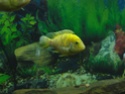 My Fishie Friends Pictur17