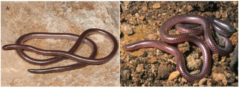 Besoin d'aide pour identifier un serpent minuscule Lepto_13
