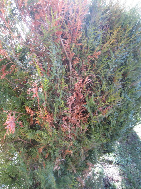 Siepe di Cupressocyparis leylandii Img_2610