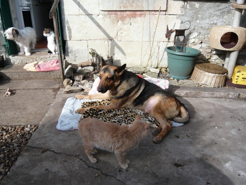 GIVA berger allemand 8 ans PARAPLEGIQUE, Adopté par sa famille d'acceuil P1020710