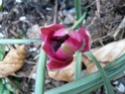 Les petits bulbes de fin d'hiver - Page 4 Tulipa10
