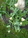 Les petits bulbes de fin d'hiver - Page 4 Tulipe11