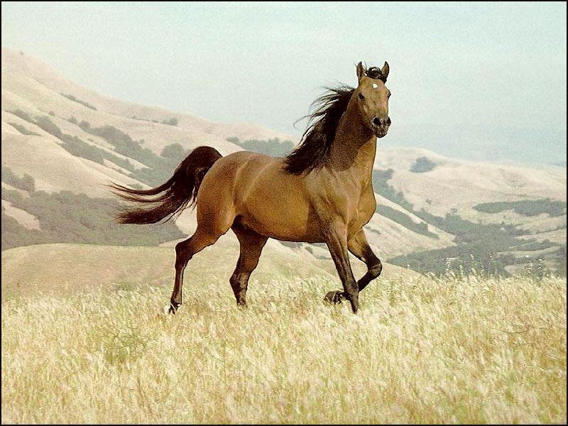 [Planung Warrior Horses Wildbr10