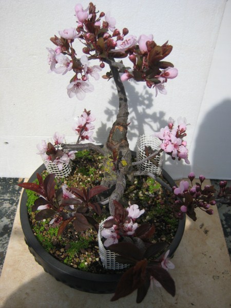 Floración Prunus Pisardi Pi-110