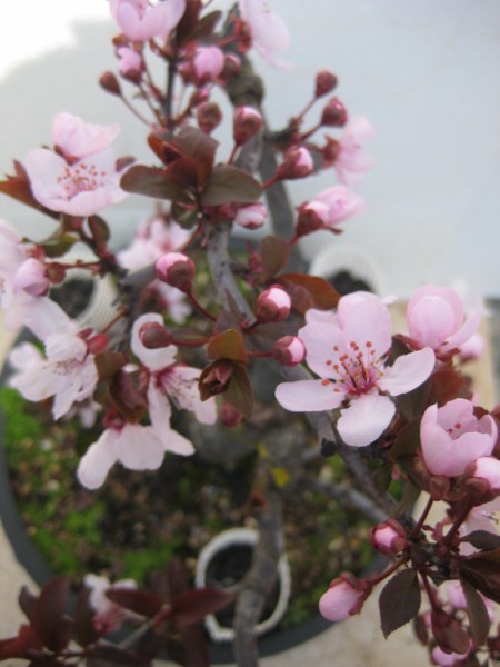 Floración Prunus Pisardi Pi-210