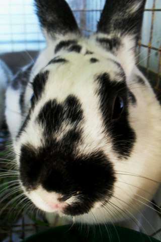 my bunny,Oreo 4005e812