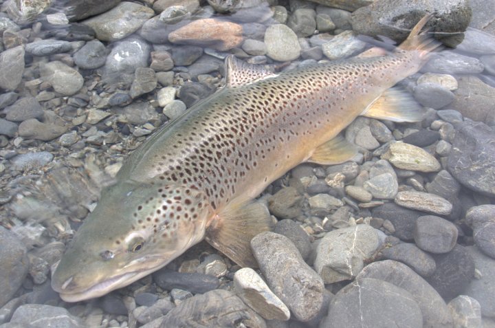 Salmo trutta lacustris et ma passion exacerbée pour elle !!! 28177_10