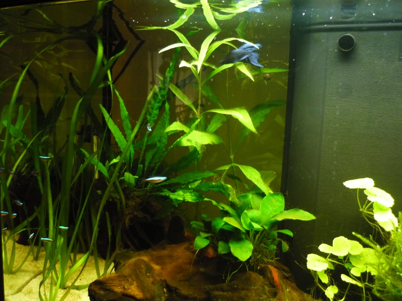 90 litres, mon premier vrai aquarium avec de vrai poisson !  P1020216