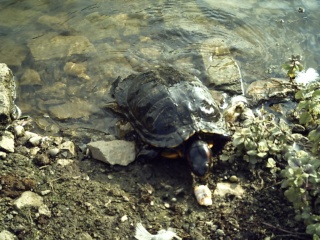 Ma tortue  Pict0214