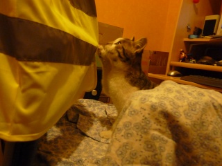 Fluffy / Gollum, 3 mois, petit bicolore - Page 2 P1000315