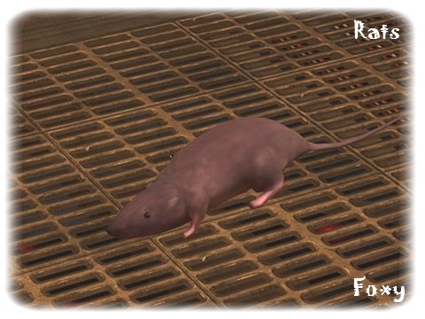 [OBSERVATION] Animaux dans Reach (rats, poissons,moah...) Reach_51